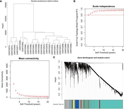 Growth differentiation factor 10 induces angiogenesis to promote wound healing in rats with diabetic foot ulcers by activating TGF-β1/Smad3 signaling pathway